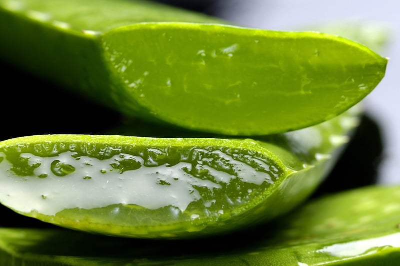 Aloe Vera Succulent