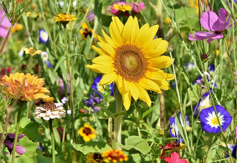 Beautiful Garden